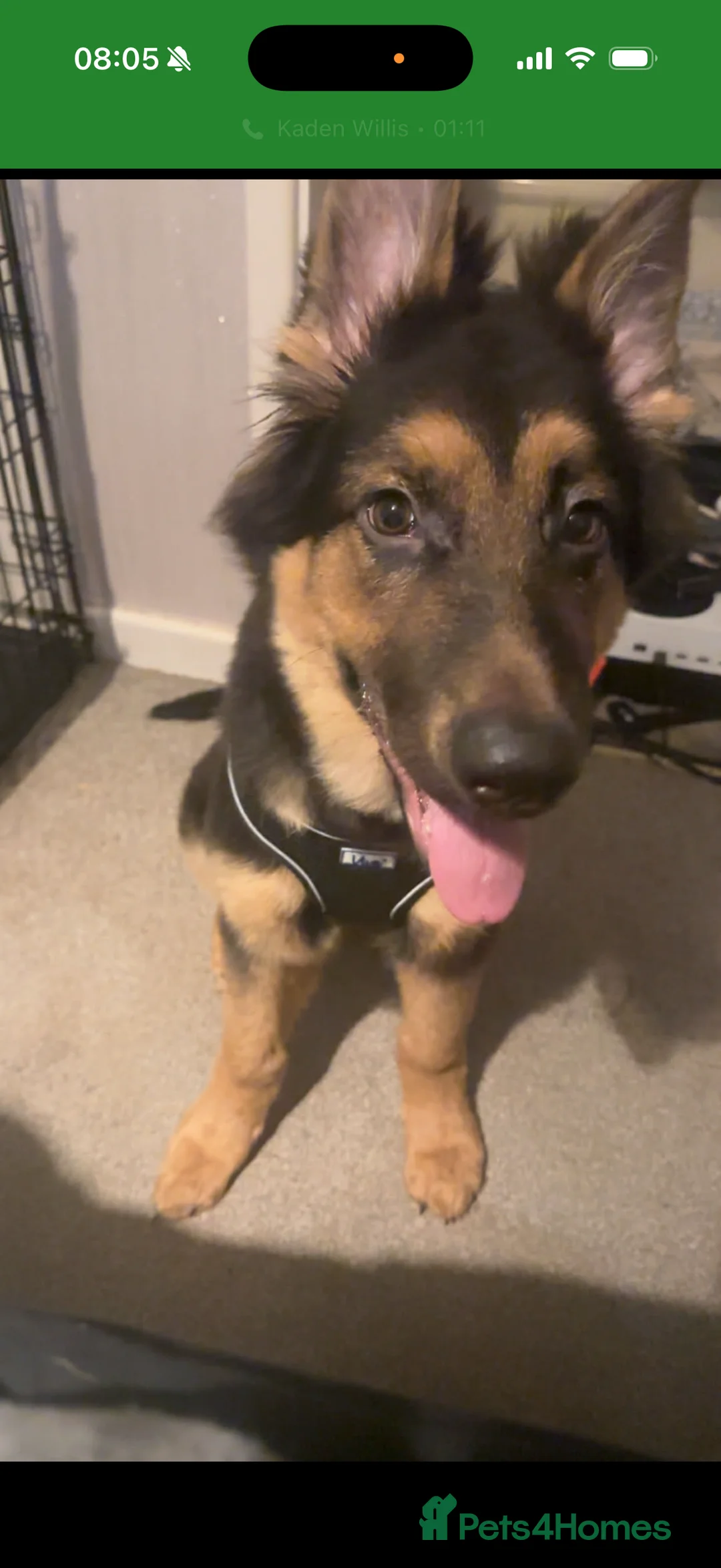 German Shepherd dogs for sale: German Shepard puppy  in Burnham-on-Sea - Advert 1