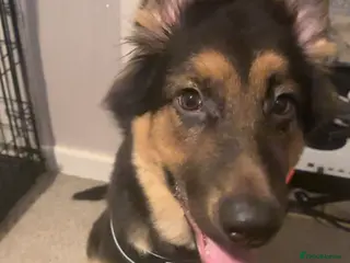 German Shepherd dogs German Shepard puppy in Burnham-on-Sea - Advert 4