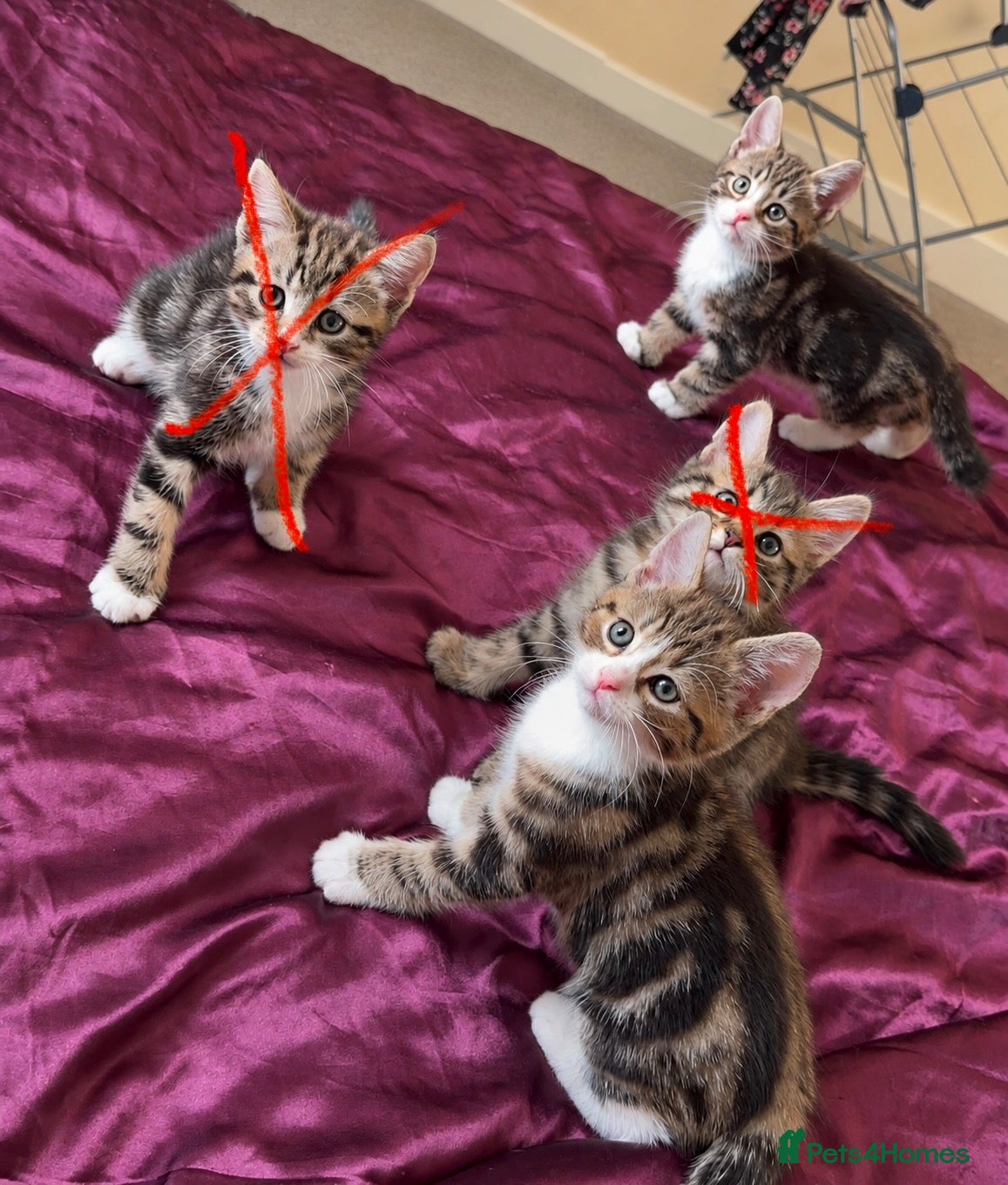 Mixed Breed cats 2 Male tabby boys, adopt them as a pair? 💙🥺 - Advert 1