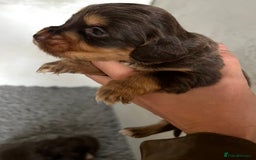 Cocker Spaniel dogs for sale: Beautiful KC Registered Cocker Spaniel Puppies 🐶  - Image 7
