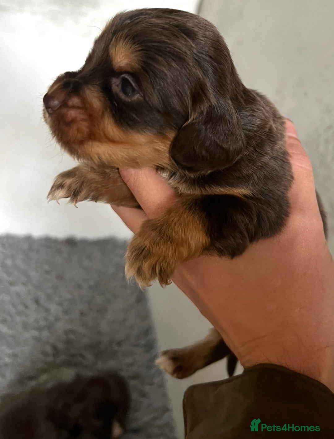 Cocker Spaniel dogs for sale: Beautiful KC Registered Cocker Spaniel Puppies 🐶  - Image 7