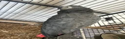 Parrots birds for sale: African Grey - Advert 3