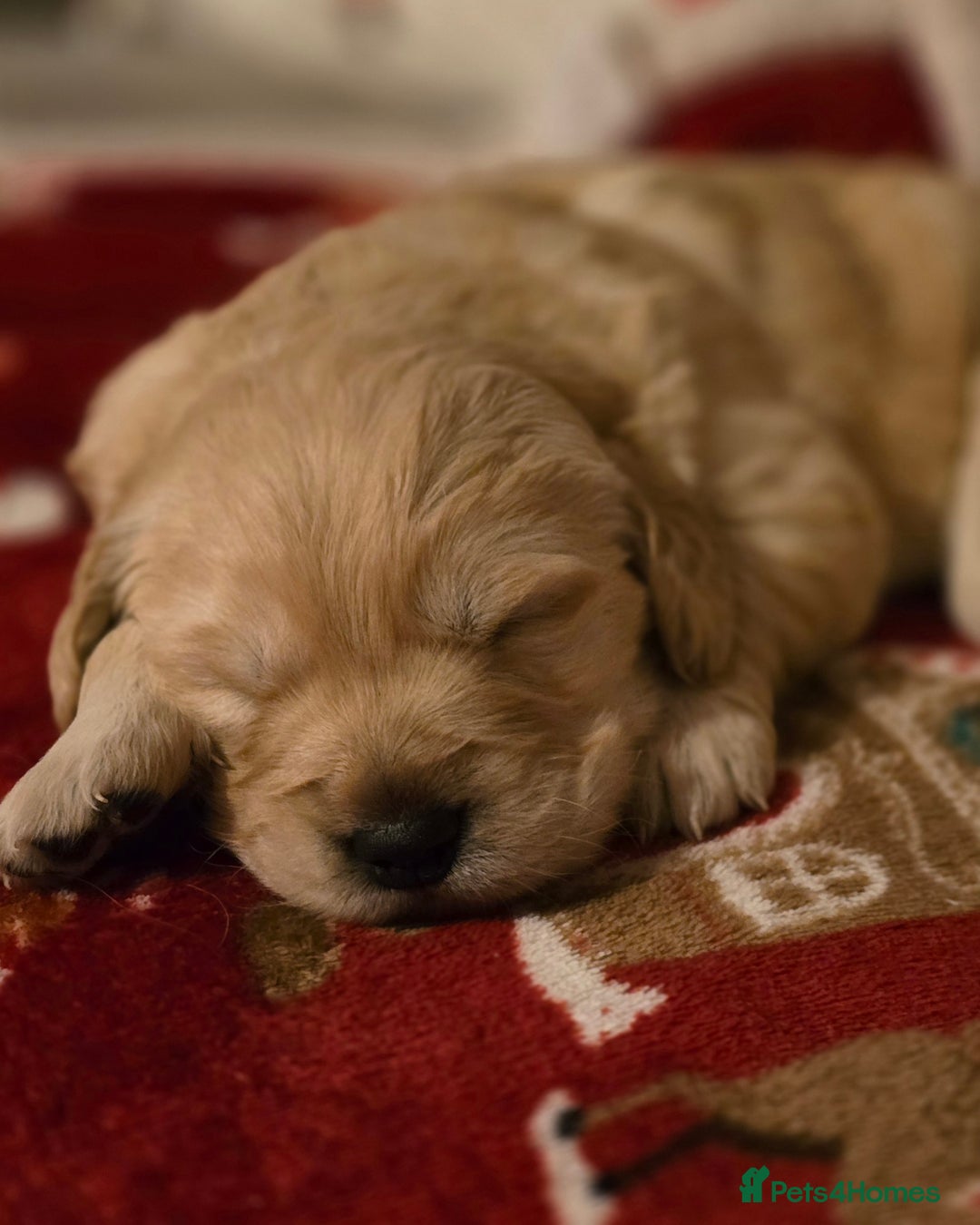 Golden Retriever dogs for sale: Chunky golden retrievers  - Advert 6