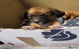 Chiweenie dogs for sale: Chiweenies  - Image 8