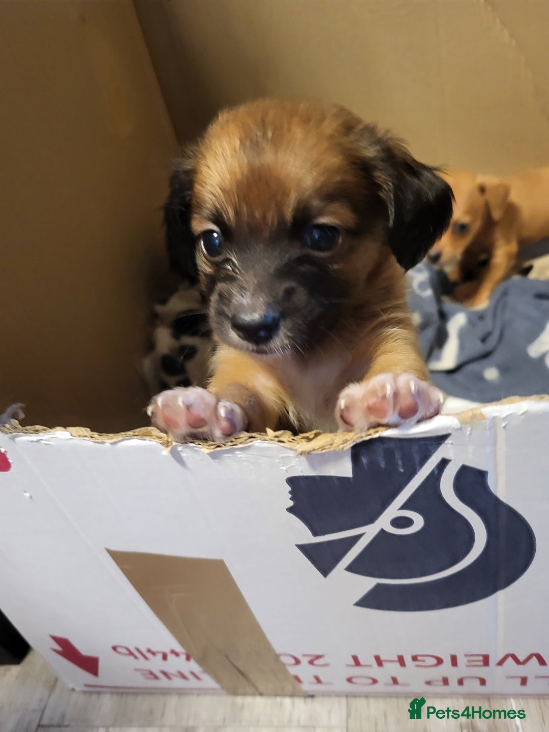 Chiweenie dogs for sale: Chiweenies  - Image 8