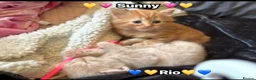 Mixed Breed cats for sale:  Beautiful cuddly kittens  - Advert 18