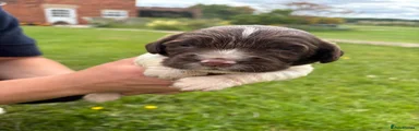 English Springer Spaniel 3