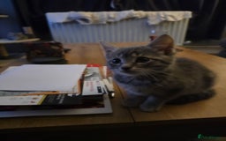 Domestic Shorthair cats for sale: 5 kittens available  - Advert 7