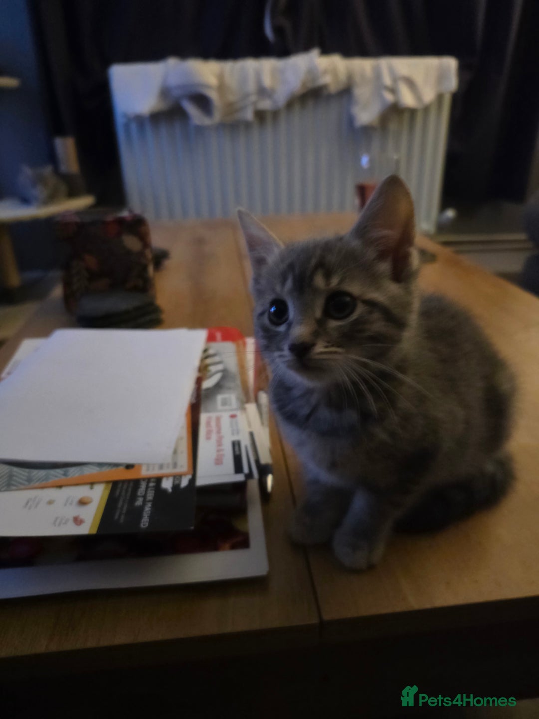 Domestic Shorthair cats for sale: 5 kittens available  - Advert 7