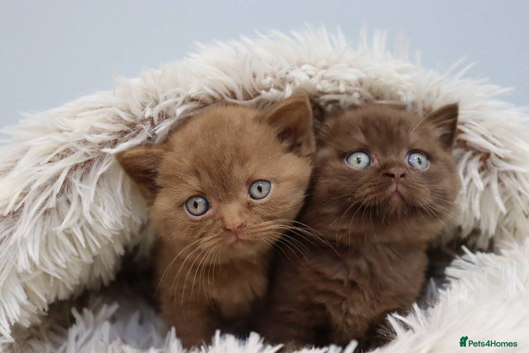 British Shorthair cats for sale: Stunning BHS Champions blood lines kittens  - Advert 16
