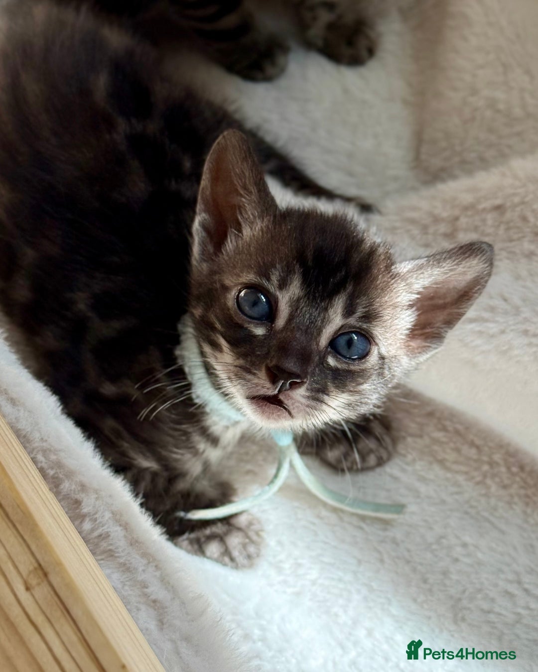 Bengal cats for sale: Pedigree Glittered Bengal Kittens - TICA reg. - Image 4