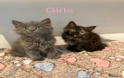 Siberian cats for sale: Full stunning siberian kittens for sale - Image 6