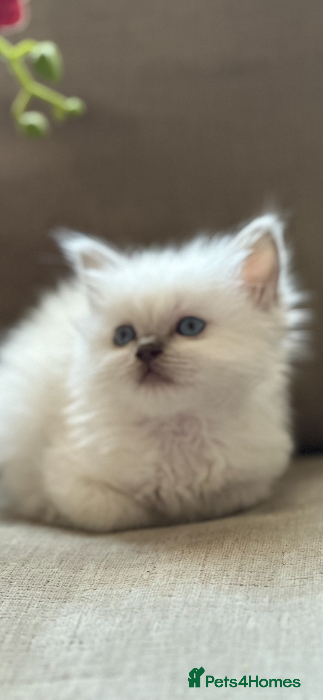 Ragdoll cats for sale: 🎀🦋 Stunning GCCF reg Kittens 🦋🎀 - Advert 11