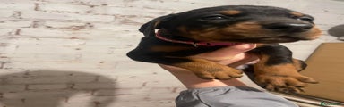 Dobermann Puppy 5