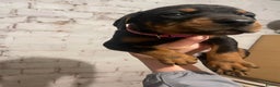 Dobermann dogs for sale: Stunning KC Dobermans champion bloodlines  - Advert 20