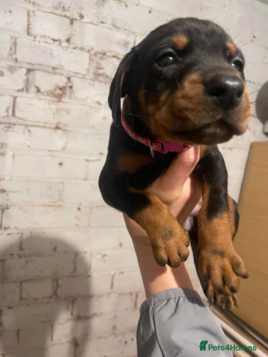 Dobermann dogs for sale: Stunning KC Dobermans champion bloodlines  - Advert 20