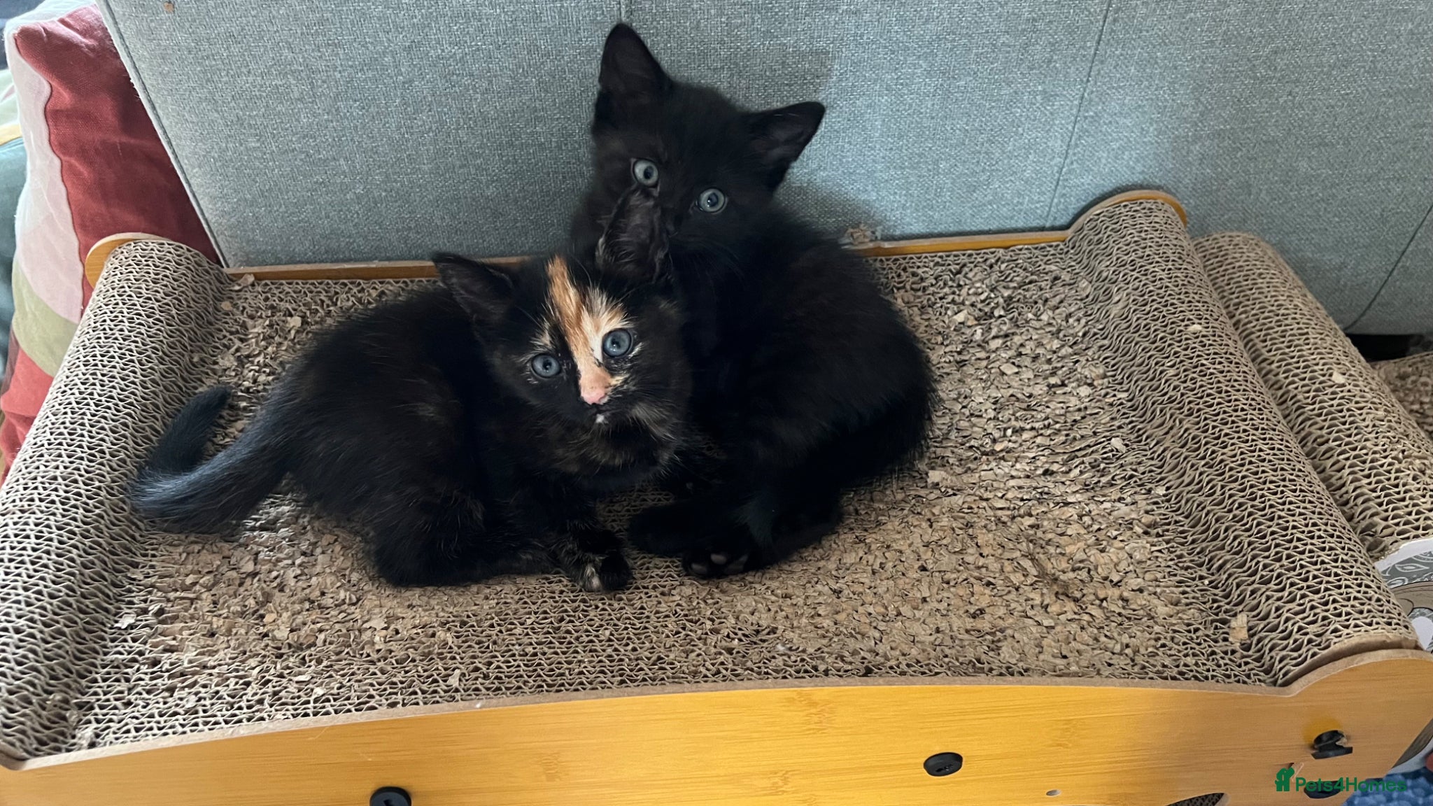Domestic Shorthair cats Gorgeous girls  - Advert 3