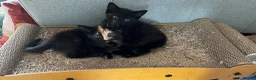 Domestic Shorthair cats for sale: Gorgeous girls  - Advert 1
