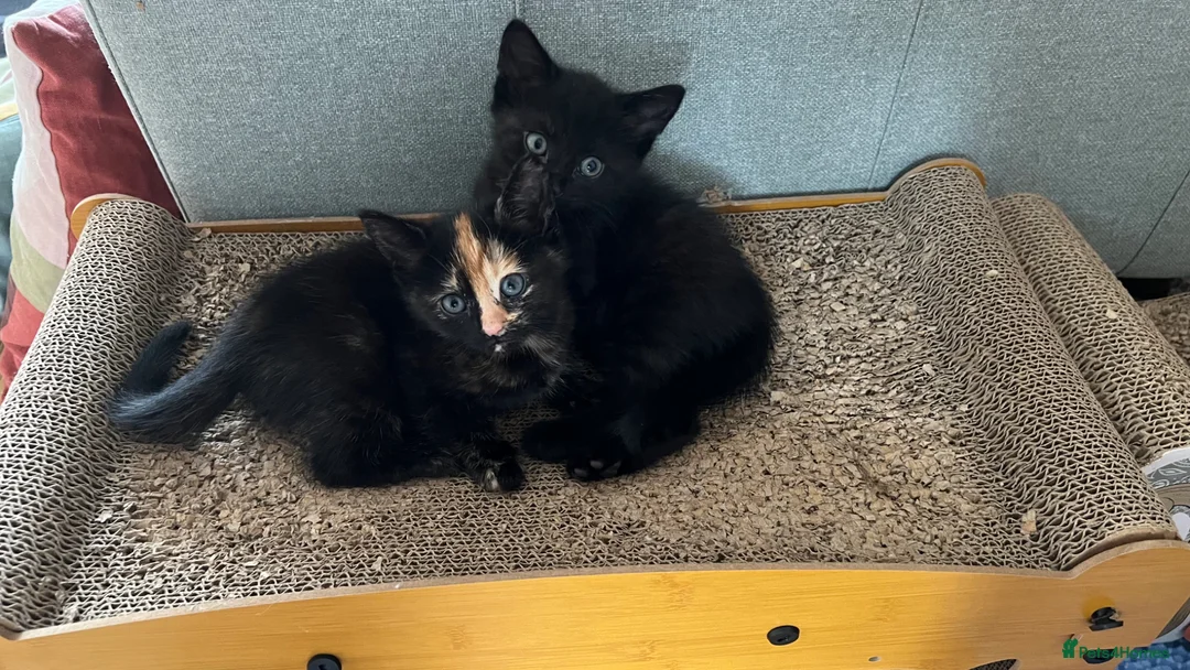 Domestic Shorthair cats for sale: Gorgeous girls  - Advert 1