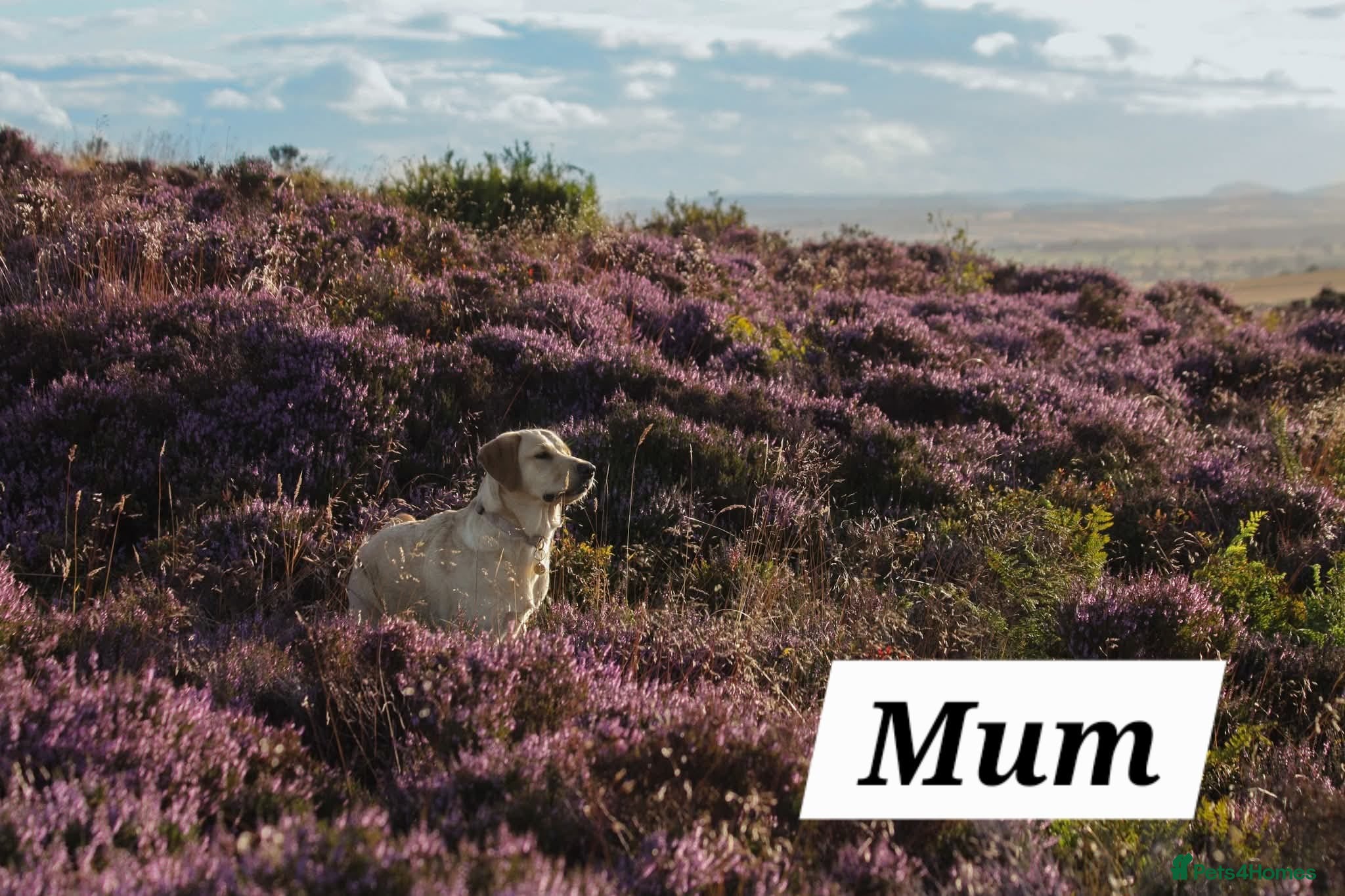 Goldador dogs Golden Retriever / Golador Puppies - Advert 1