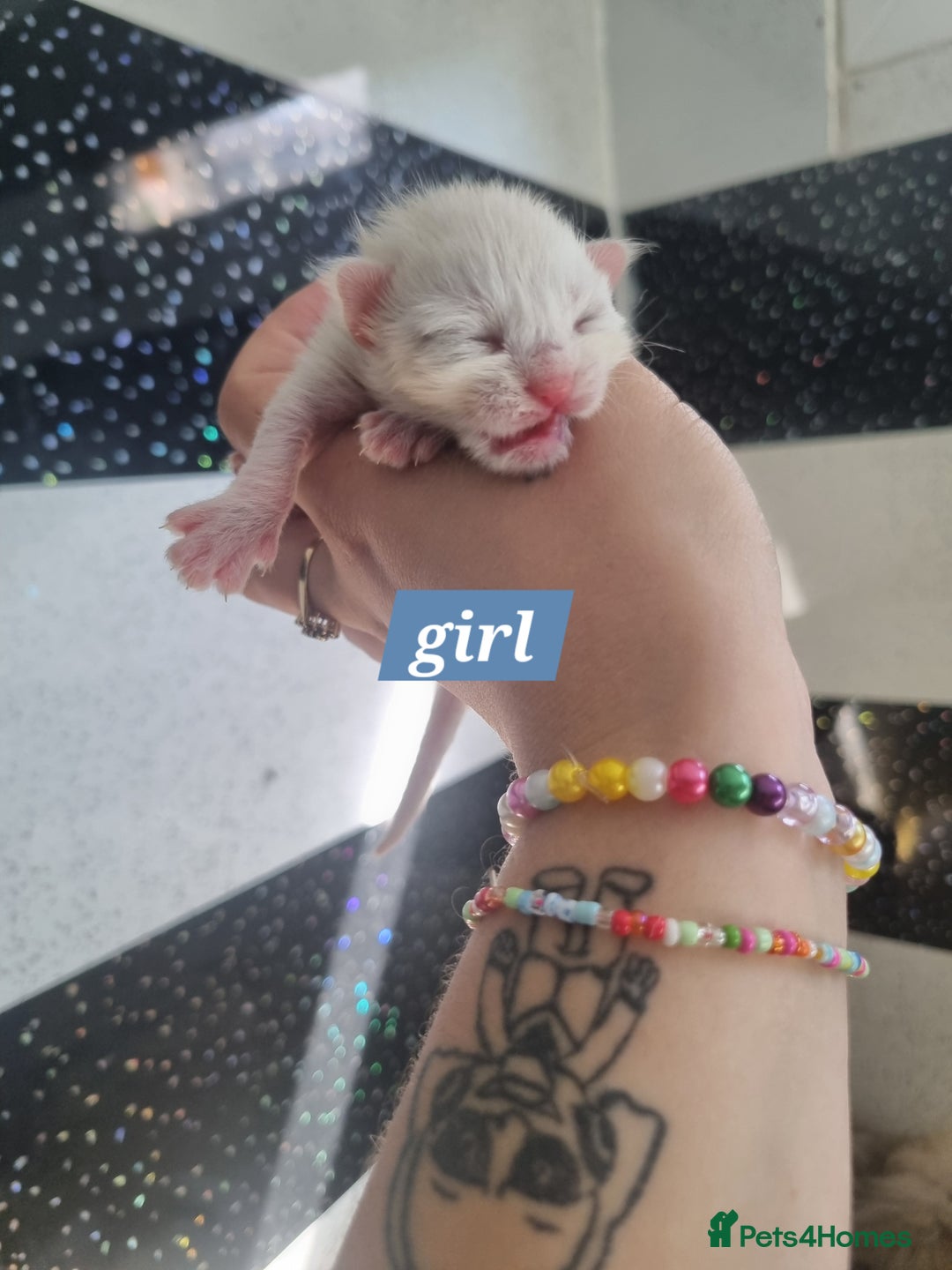 Maine Coon cats for sale: Maincoon kittens - Image 7