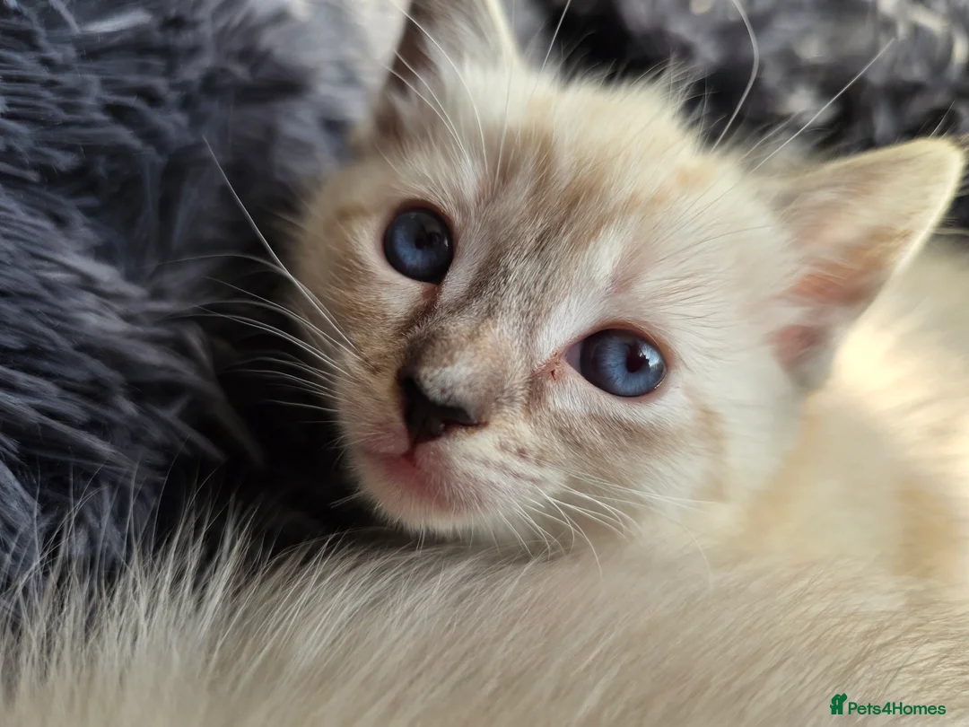 Ragdoll cats for sale: Ragdoll Cross Kittens  - Advert 7