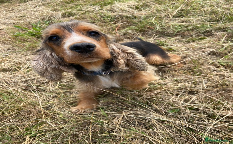 Cocker Spaniel dogs - Advert 1