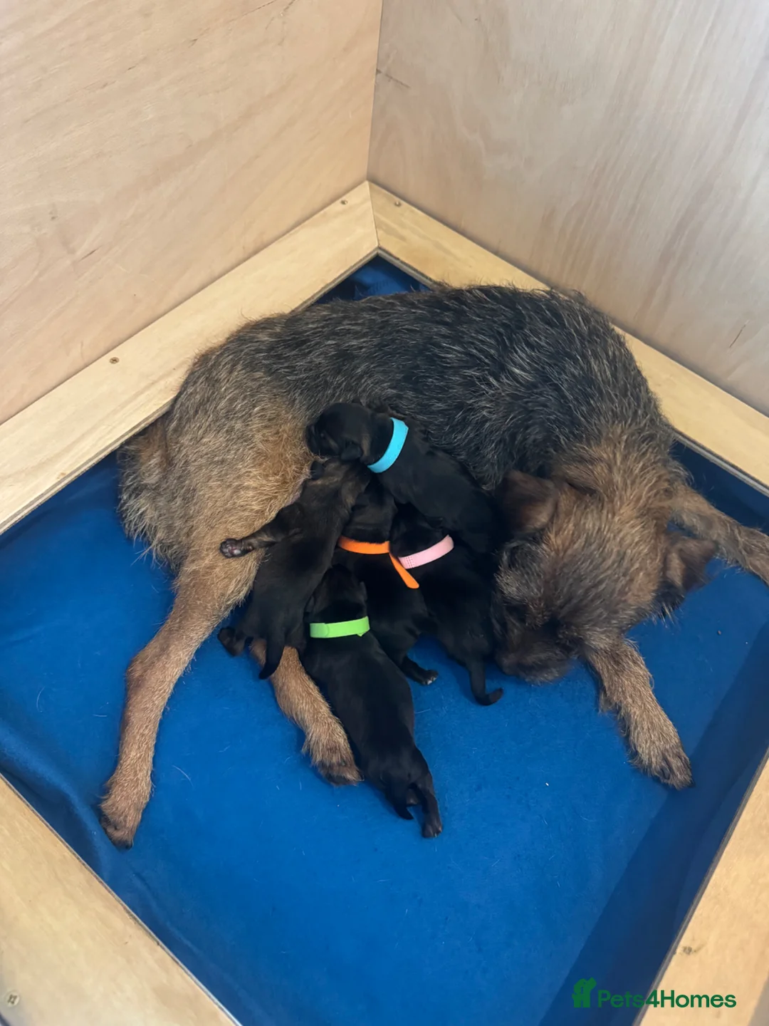 Border Terrier dogs for sale: Beautiful Border Terrier  - Advert 2