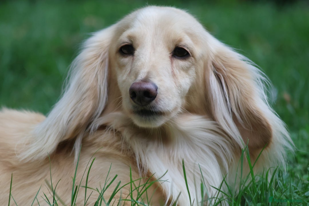Miniature Dachshund dogs for stud: Long Haired Cream, no dilute, Pra Clear, Kc Regg - Image 17