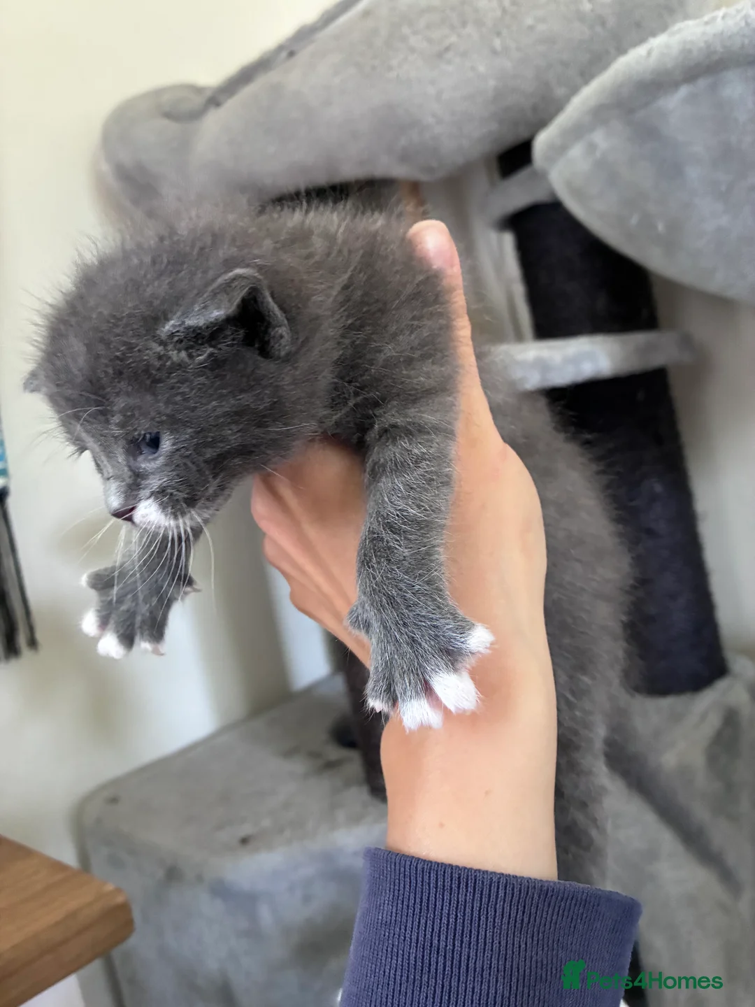 Russian Blue cats for sale: Russian Blue x kittens - Advert 2