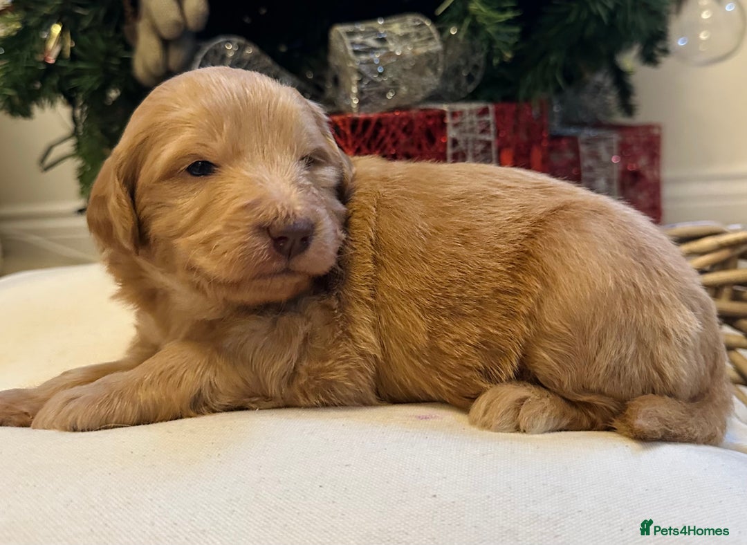 Mixed Breed dogs for sale: Australian double doodles  - Advert 28