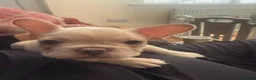 French Bulldog dogs for sale: Beautiful KC reg Cream Girl - Advert 8