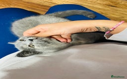 Scottish Fold cats for sale: Beautiful litter of Scottish fold  😍 - Image 22