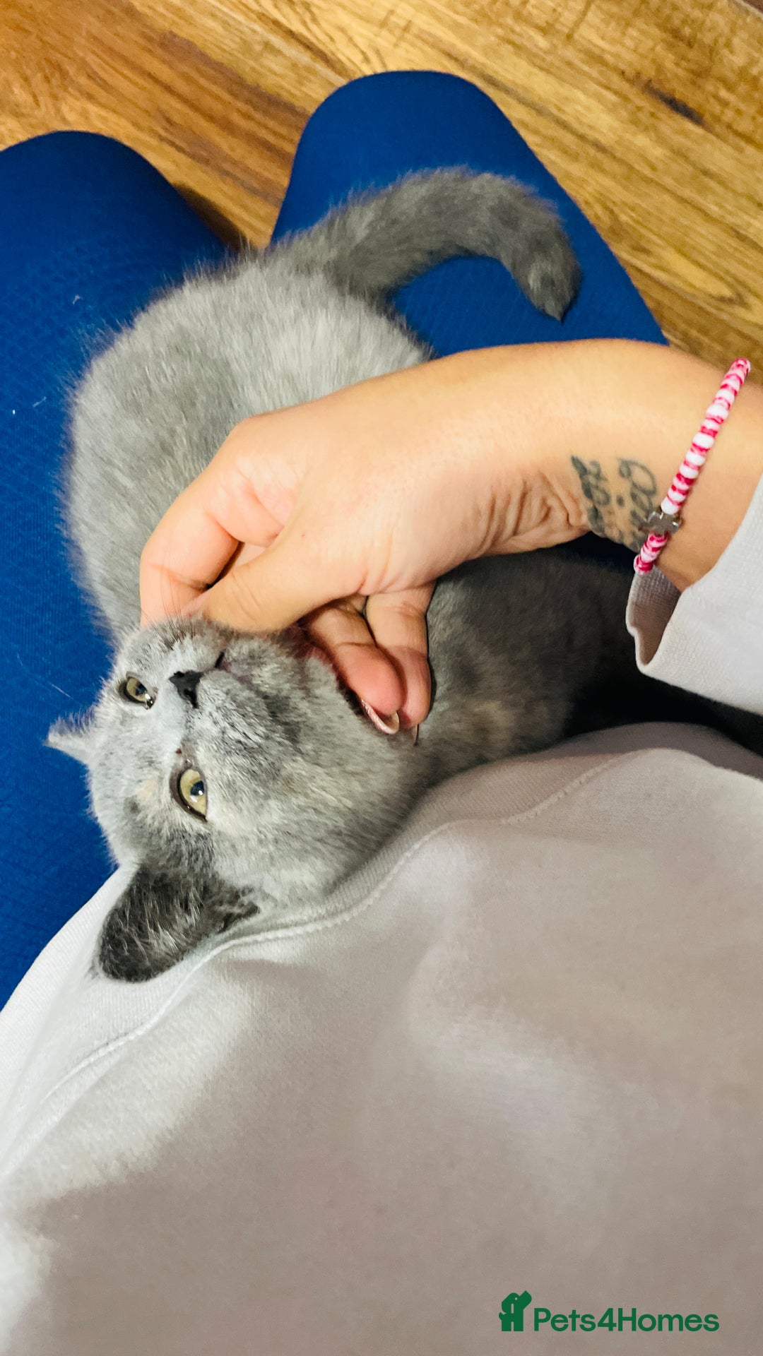 Scottish Fold cats for sale: Beautiful litter of Scottish fold  😍 - Image 22