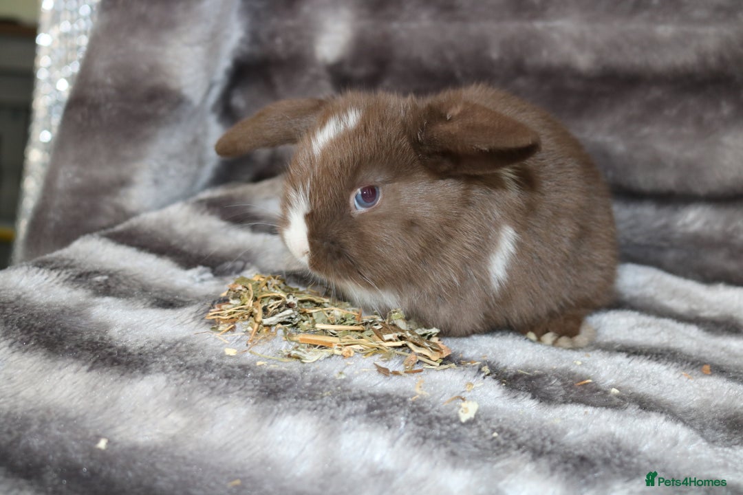 Mini Lop rabbits for sale: 3 Mini Plush x Mini Lop babies  - Image 4