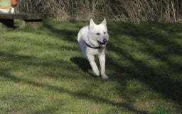 German Shepherd dogs for sale: White german sheperd  - Image 26