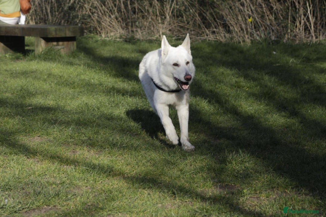 German Shepherd dogs for sale: White german sheperd  - Image 26