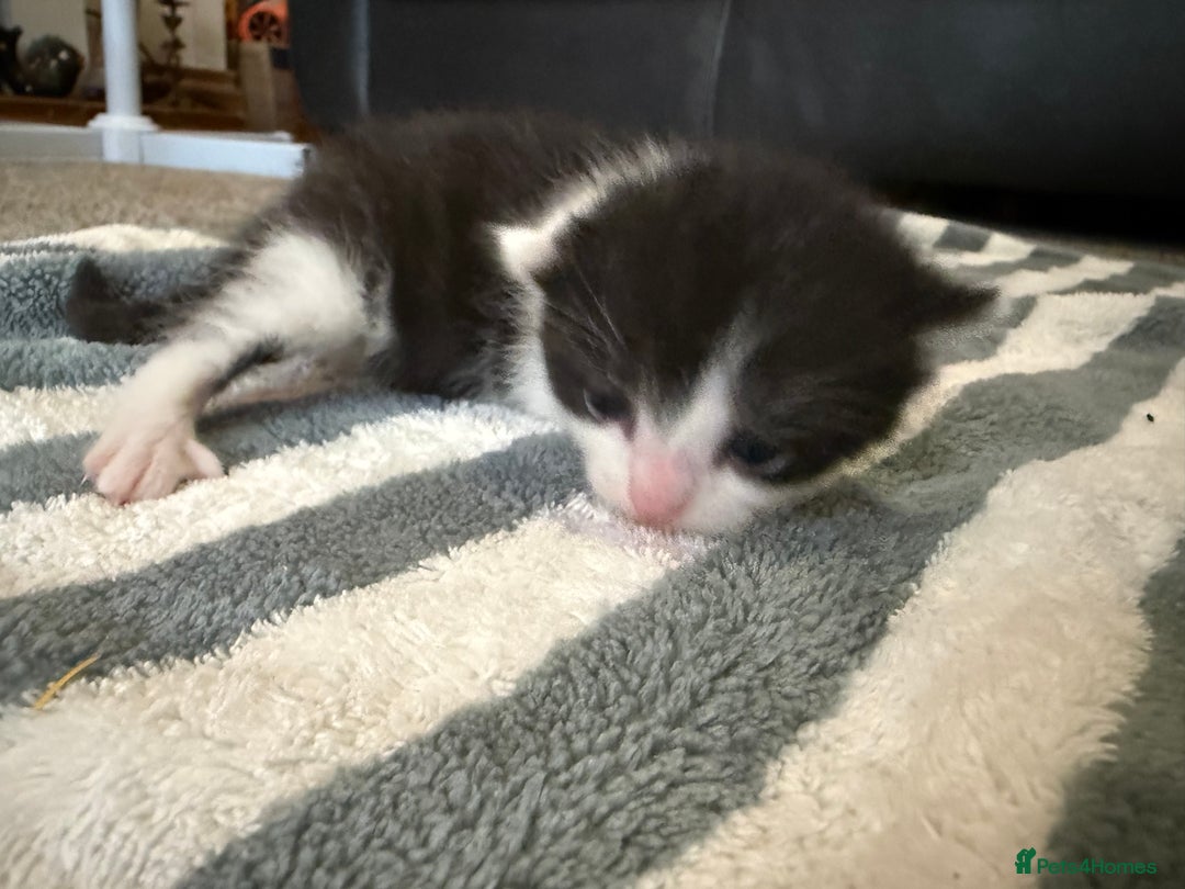 British Longhair cats for sale: 3 Kittens for sale - Image 2