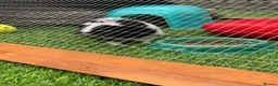 Guinea Pig rodents for sale: X2 Female Guinea pigs 2 years old  in Glasgow - Advert 12