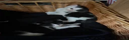 Mixed Breed cats for sale: Black and white kittens - Advert 2