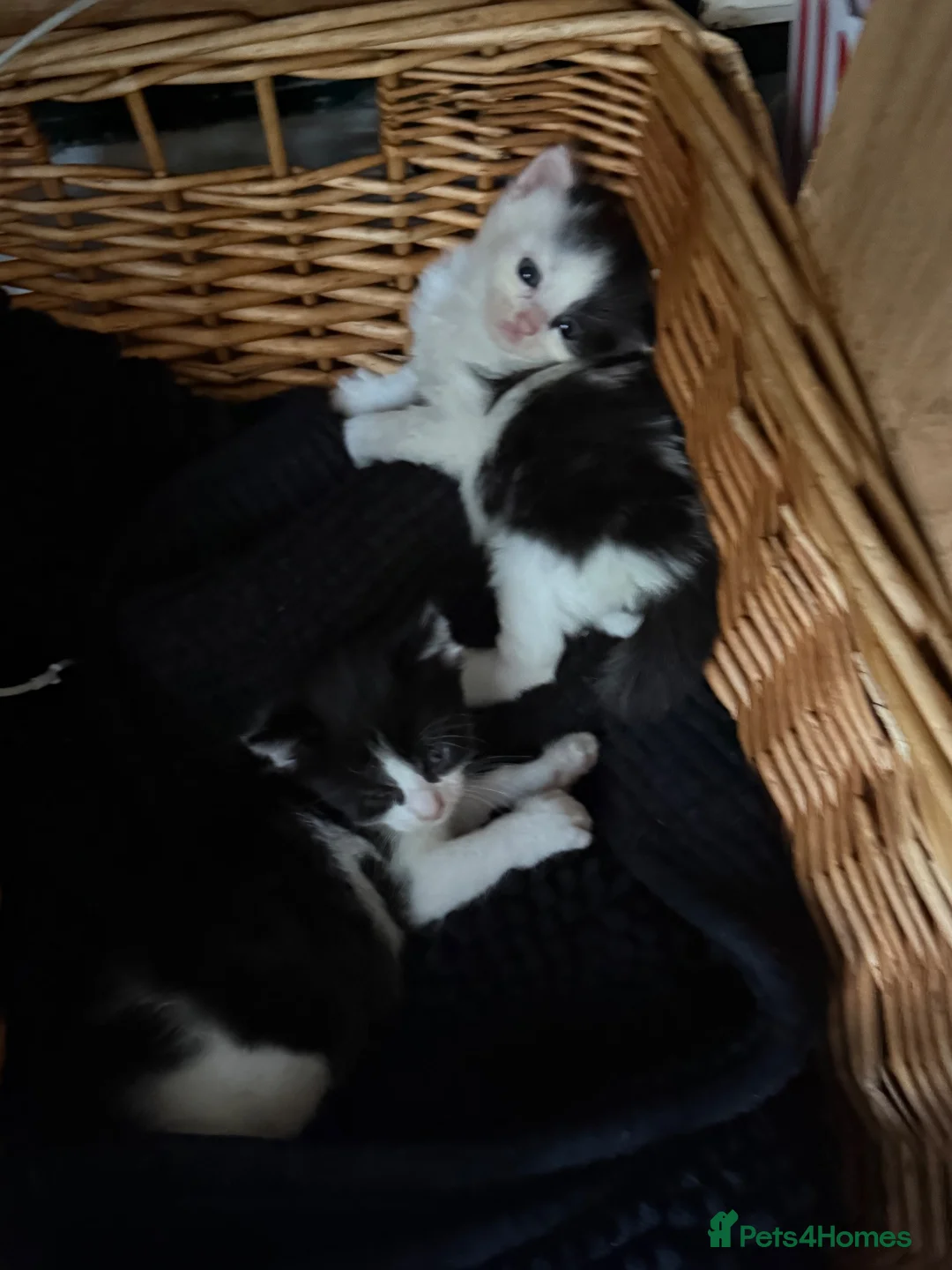 Mixed Breed cats for sale: Black and white kittens - Advert 2