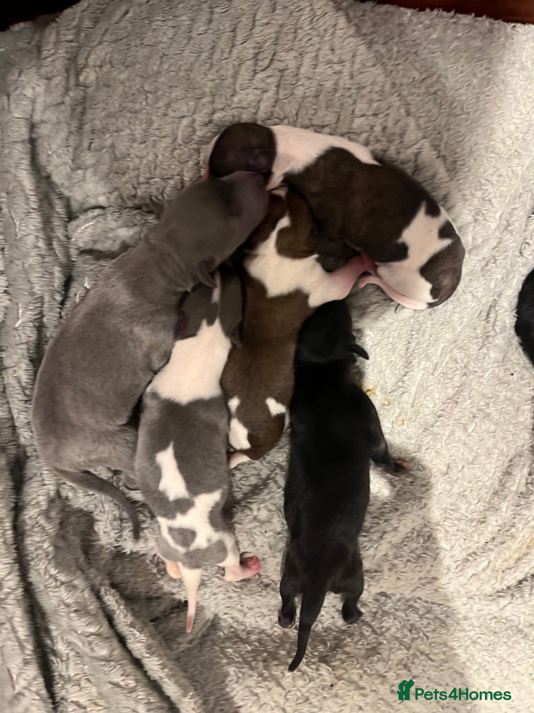 Whippet dogs for sale: KC registered stunning selection whippet pups - Advert 3
