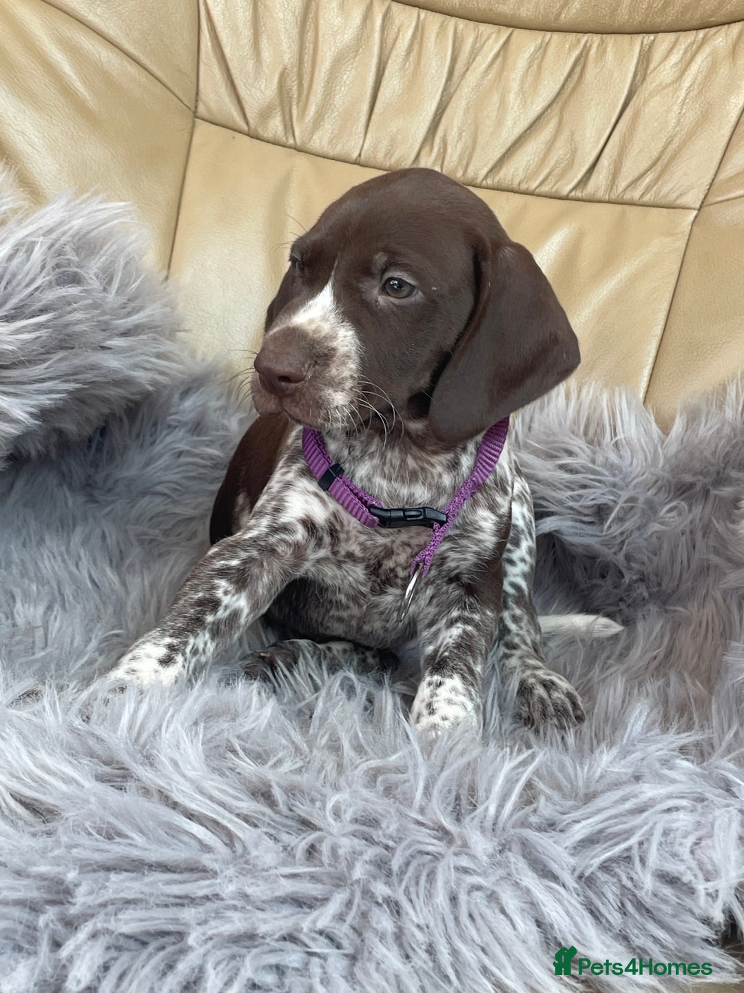 German Shorthaired Pointer dogs for sale: German shorthaired pointer boys and girls  - Image 16