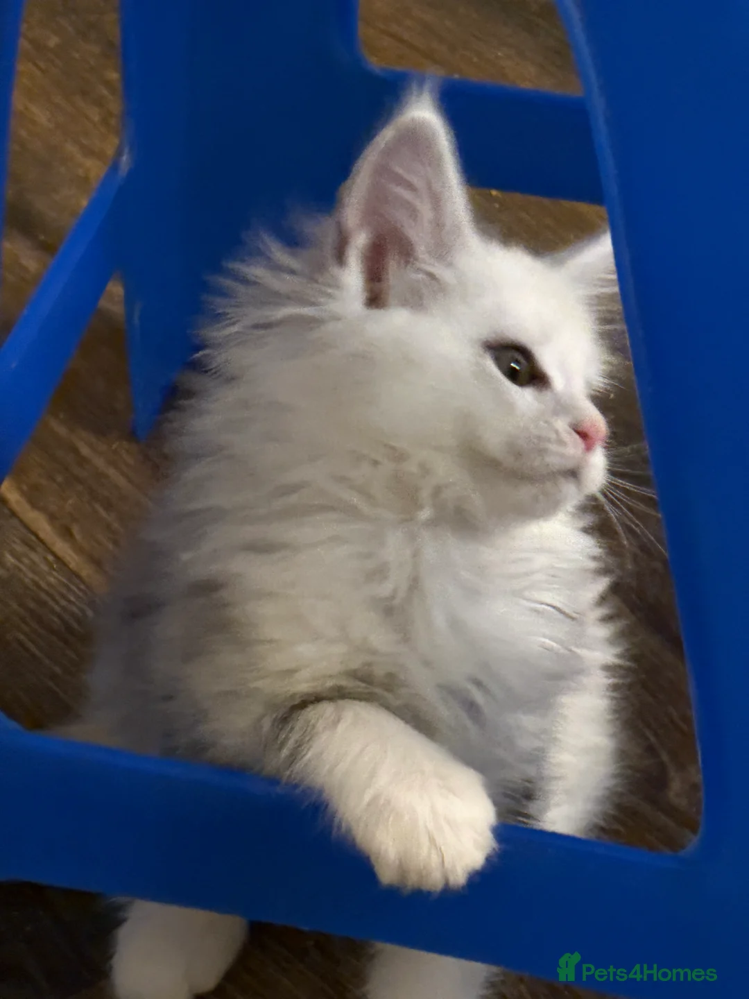 Maine Coon cats for sale: Registered Maine coon kittens  - Advert 2