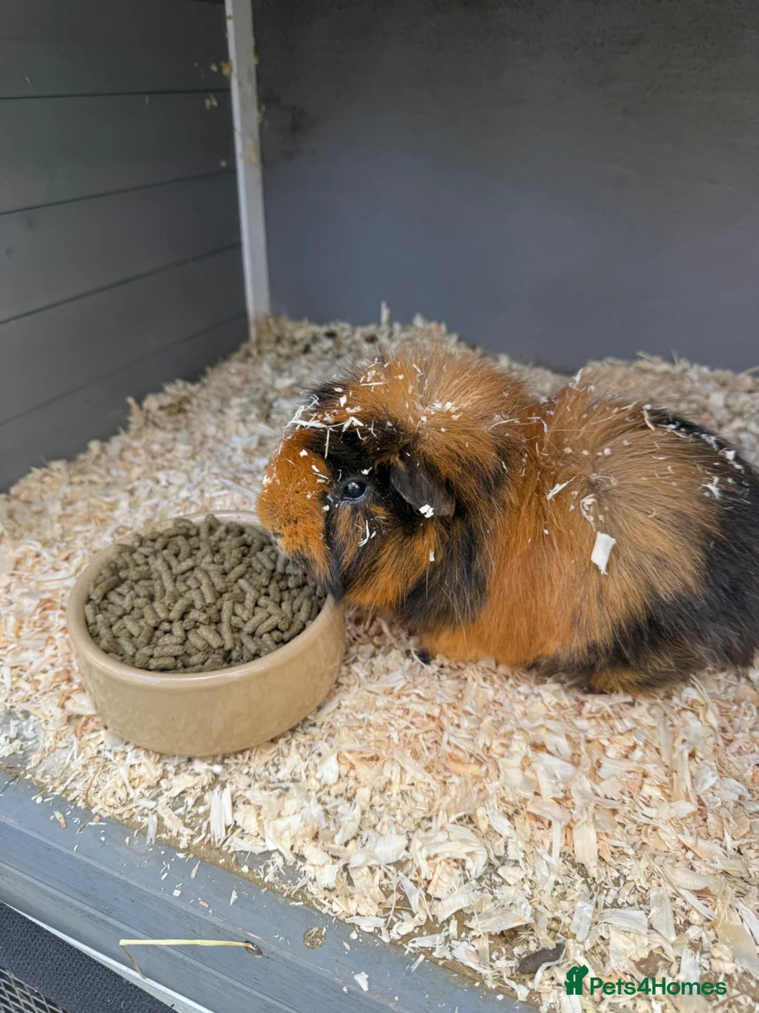 Guinea Pig rodents for sale: Guinea pigs  in Peebles - Advert 5