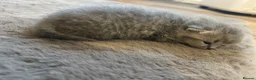 British Shorthair cats for sale:  British short hair kittens  - Advert 8