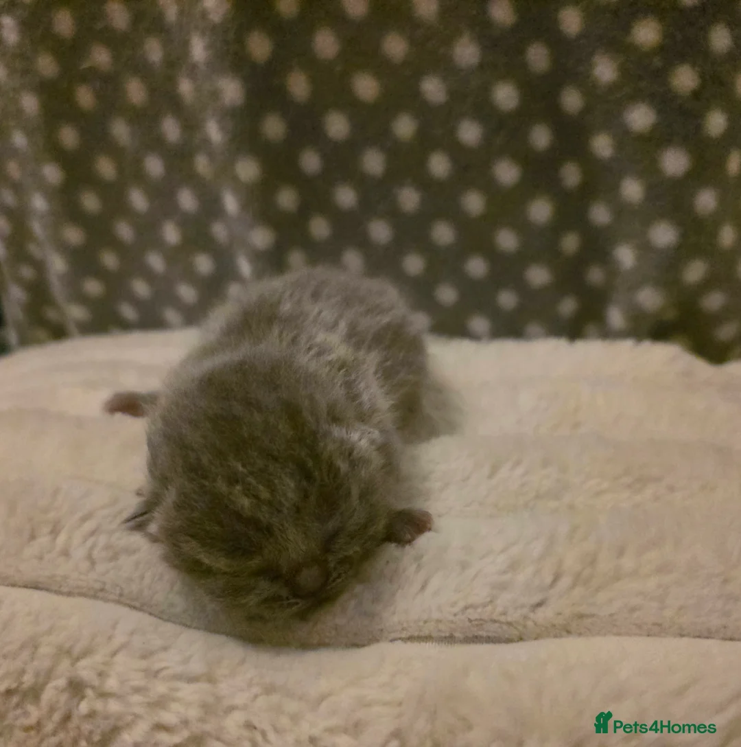 British Shorthair cats for sale: Beautiful unusual Pure British shorthair kittens - Advert 14