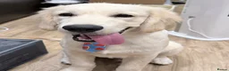 Golden Retriever dogs for sale: Golden Retriever Puppy Looking For Loving Home - Advert 2