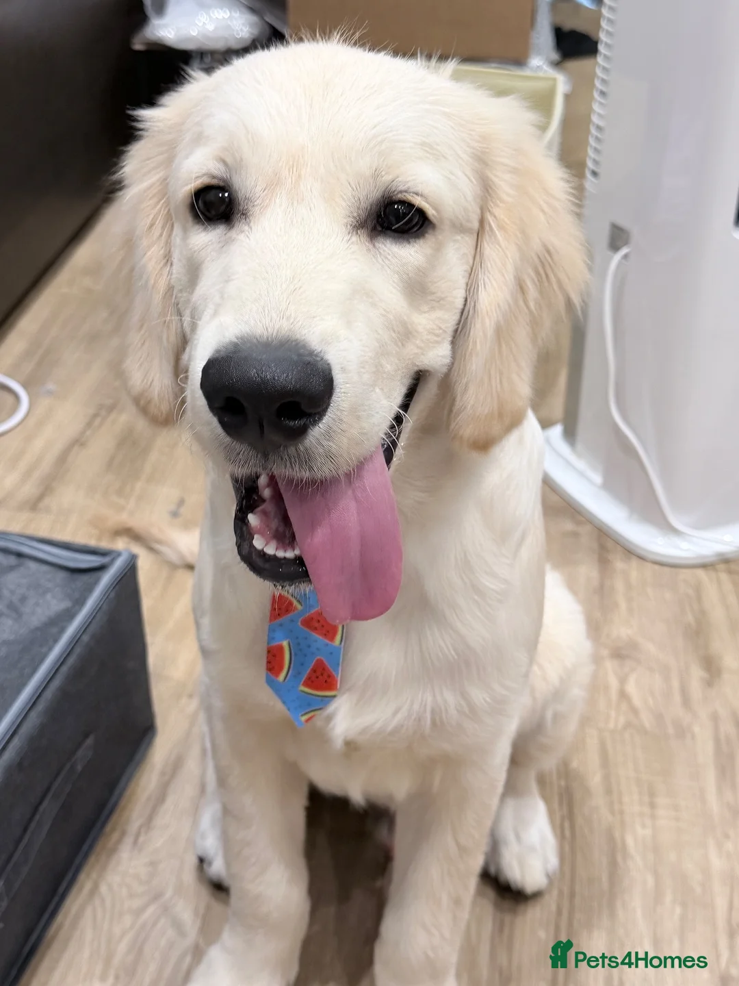 Golden Retriever dogs for sale: Golden Retriever Puppy Looking For Loving Home - Advert 2