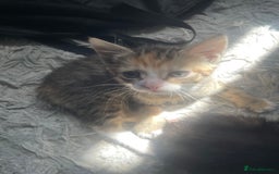 Mixed Breed cats for sale: 3 Kittens left for sale  - Image 2